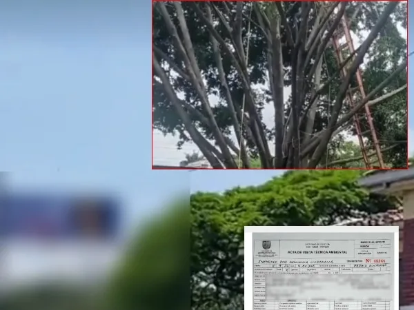 La poda de un árbol para dejar ver valla politica en Cali, no tenia permiso oficial, Dagma adelanta el proceso de investigación
