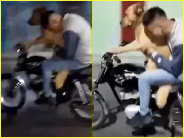 Otro perrito fue captado ‘manejando’ una moto en vías de Nariño, ha causado toda clase de reacciones