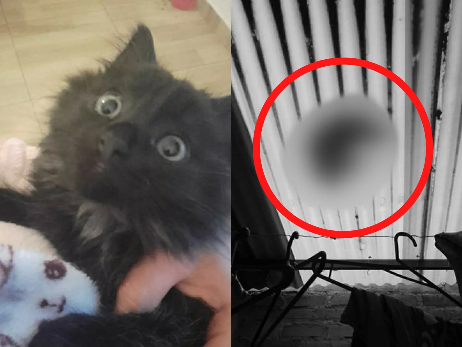 Jack, el gato que murió en los hechos, según la denunciante.