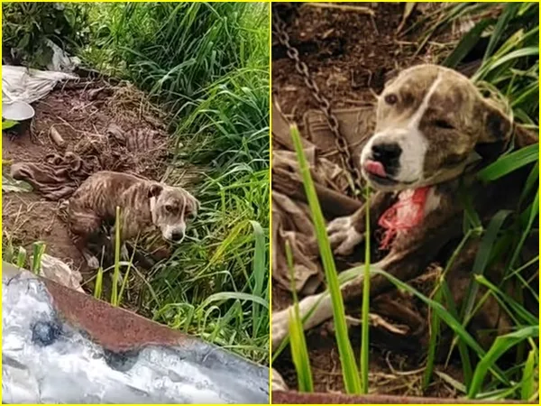 SOS por Xena, la perrita abandonada y atada con cadenas que moría lentamente tras cortarse el cuello
