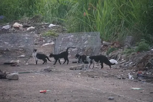 Gatos en colegio Nuevo Latir en Cali.