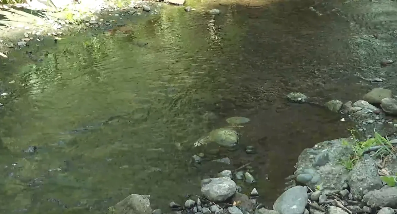 Río Guabas.
