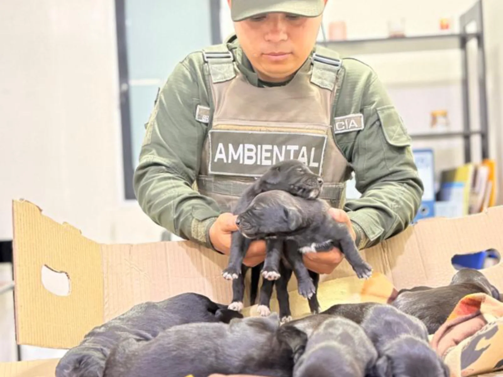 Ocho cachorros rescatados en el sur de Cali