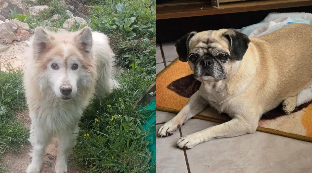 Perro adulto mayor durante una jornada de cuidado animal
