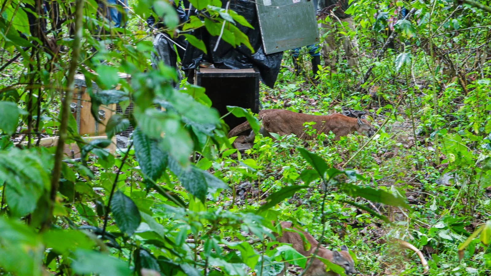 Liberación de pumas en el Cauca.